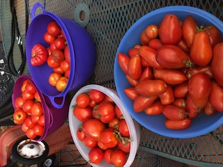 Tomatoes)