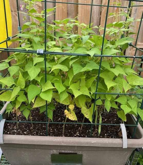 green-beans